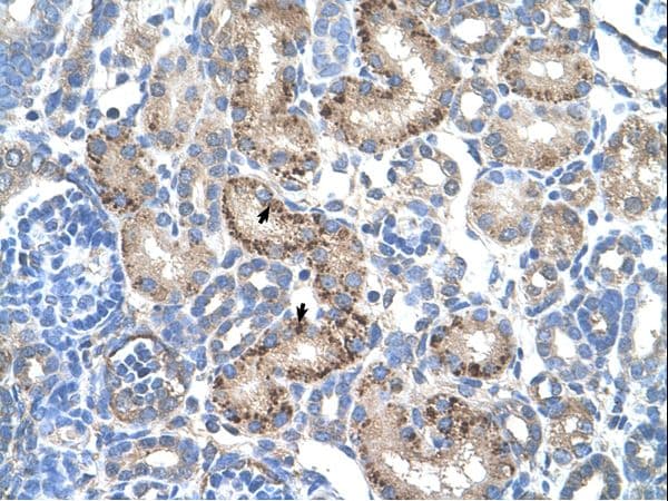 KATII / AADAT Antibody (aa51-100)