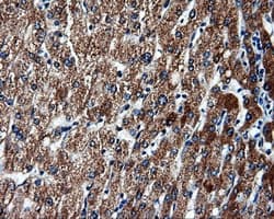 FAHD2A Antibody (clone OTI9D4, Carrier-free)