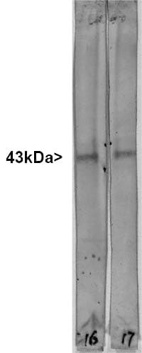GAP43 Antibody (aa216-226, clone 1E3)