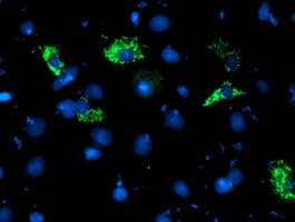 NDUFA5 Antibody (aa3-116, clone OTI1E8)