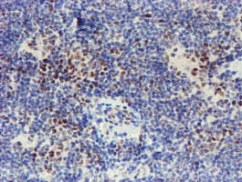 WWTR1 / TAZ Antibody (clone OTI1H9)