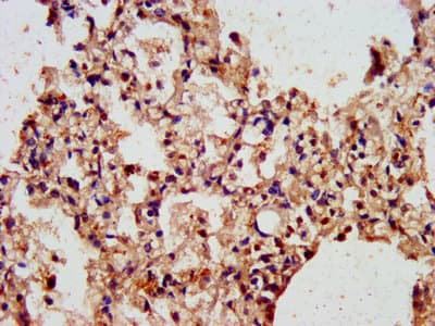 Polyclonal Rabbit anti-Human ARL1 Antibody (IHC, IF)