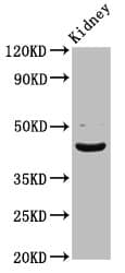 LHX2 Antibody