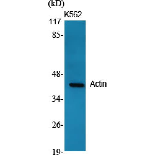 Actin Antibody (300-380 aa, C-terminal)
