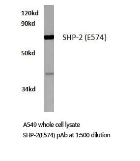 PTPN11 / SHP-2 / NS1 Antibody (Glu574)
