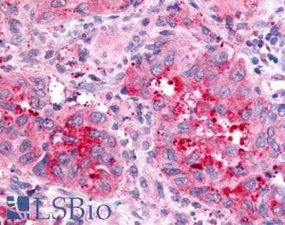 PathPlus™ Polyclonal Rabbit anti-Human NPBWR2 / GPR8 Antibody (Cytoplasmic Domain, IHC)
