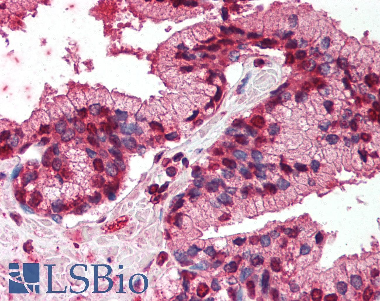 IHC-plus™ TNFRSF19 / TROY Antibody (aa29-44)