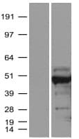 Human SMARCB1 / INI1 Protein (Over-Expression Lysate Myc-DDK (Flag))