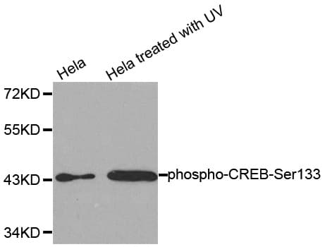 CREB1 / CREB Antibody (phospho-Ser133)