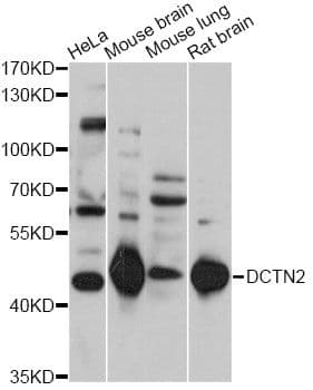 Dynactin 2 / Dynamitin Antibody