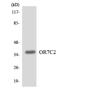 OR7C2 Antibody (aa188-237)