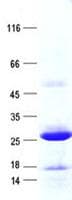 Human DGUOK / Deoxyguanosine Kinase Protein (Recombinant His, N-Terminal)