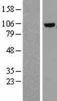 COPG / Gamma-COP Protein (Over-Expression Lysate Myc-DDK (Flag))