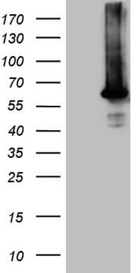 AKT1 Antibody (clone OTI1D12, Carrier-free)