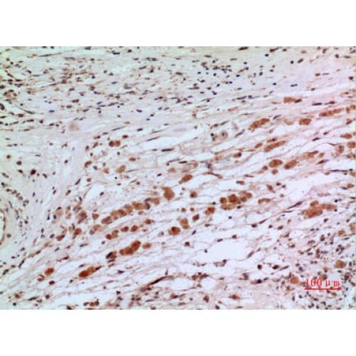 Alpha Tubulin Antibody