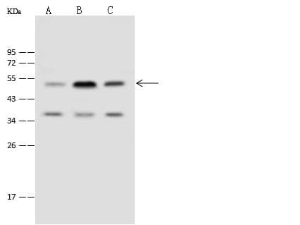 TIPIN Antibody