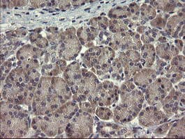 CLEC4E / MINCLE Antibody (clone OTI2H4, Carrier-free)