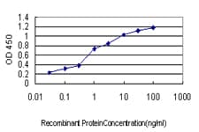 UBB / Ubiquitin B Antibody (clone 1F5)