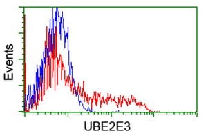 UBE2E3 Antibody (clone OTI3E5)