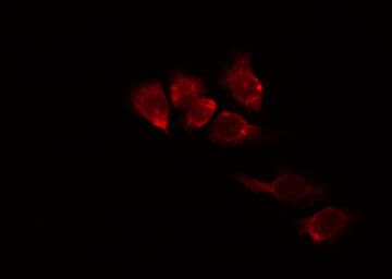 OCLN / Occludin Antibody