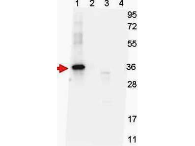 GDF15 Antibody (clone 7C12.B3.F2)