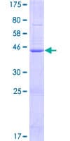 Human TMEM179B Protein (Recombinant GST)