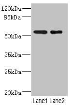 RXFP3 Antibody