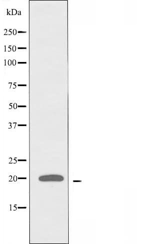 RGS10 Antibody