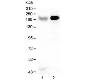 Polyclonal Rabbit anti-Human RRBP1 / hES Antibody (IHC, WB)