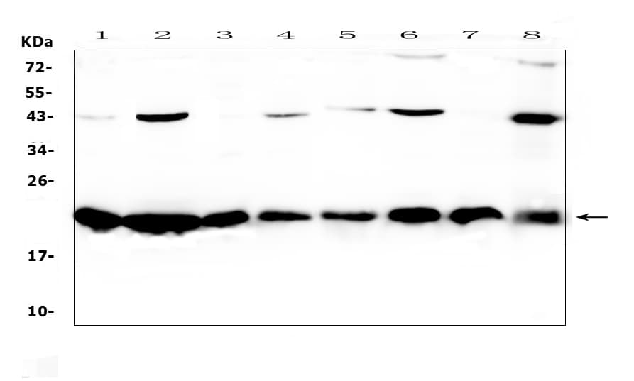 CBX3 / HP1 Gamma Antibody