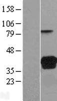 VSIG2 Protein (Over-Expression Lysate Myc-DDK (Flag))
