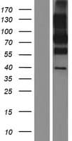 CD68 Protein (Over-Expression Lysate Myc-DDK (Flag))