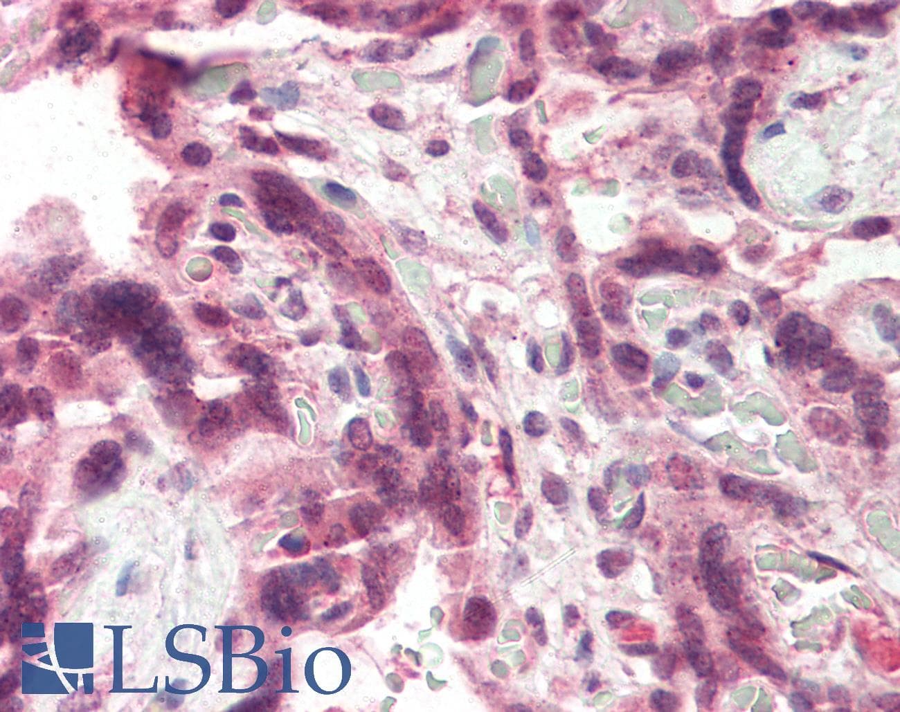 IHC-plus™ CCKBR / Cckb Antibody (aa251-266)