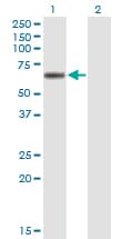 Monoclonal Mouse anti-Human LIPG / Endothelial Lipase Antibody (clone 4A9, WB)