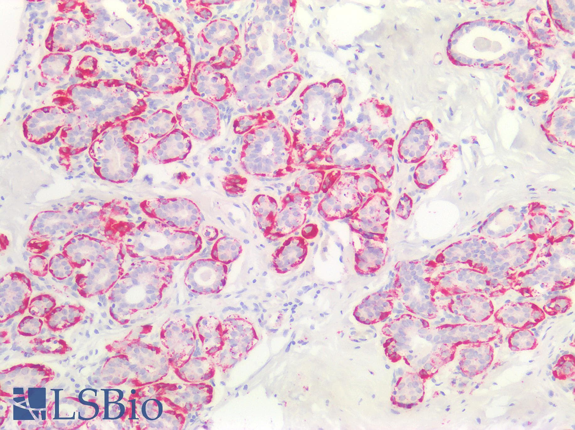 SMMHC / MYH11 Antibody (aa211-482)