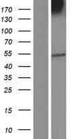 OPRM1 / Mu Opioid Receptor Protein (Over-Expression Lysate Myc-DDK (Flag))