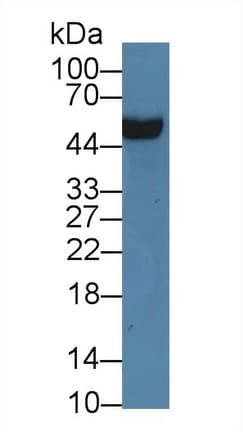 APOH / Apolipoprotein H Antibody (aa20-297)