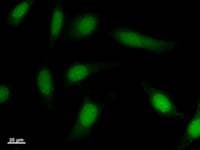 Monoclonal Mouse anti-Human SOX6 Antibody (clone 155C5a, IF, WB)