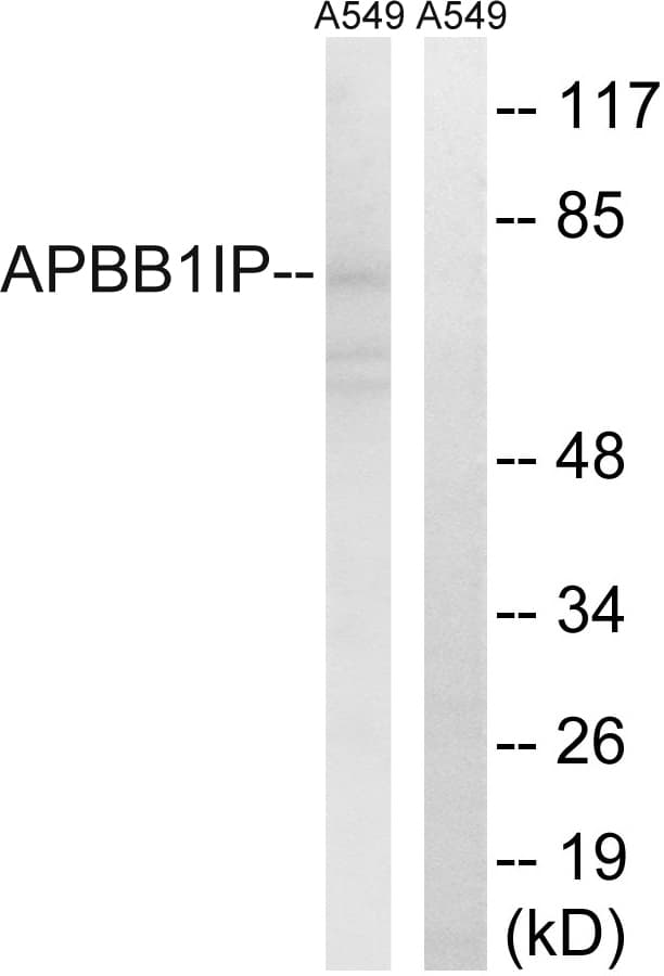 Polyclonal Rabbit anti-Human APBB1IP / RIAM Antibody (WB)