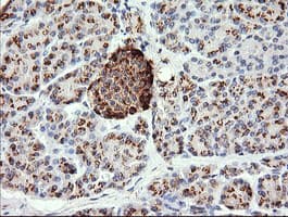 CHGA / Chromogranin A Antibody (clone OTI2B11)