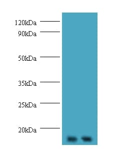 GEMIN7 Antibody (HRP)