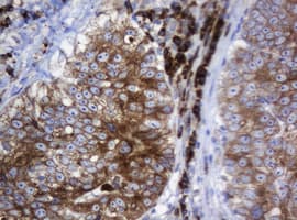 SRPRB Antibody (clone OTI2D7)