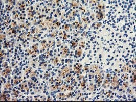 Dipeptidylpeptidase 10 / DPP10 Antibody (clone OTI1A5, Carrier-free)