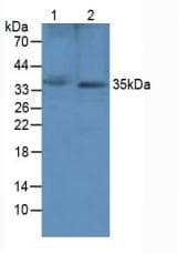 SFRP1 Antibody (aa8-153)