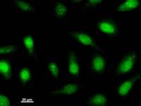 BMAL2 / ARNTL2 Antibody (clone ARNTH6B5)