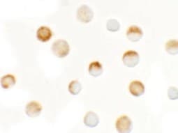 IHC-plus™ SLC35D3 / FRCL1 Antibody