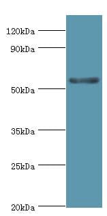 CYP3A5 Antibody (aa233-502)