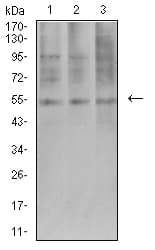 AEBP2 Antibody (clone 2D7B6)