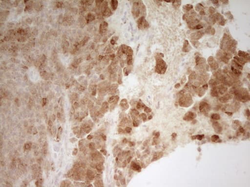 PON3 Antibody (aa30-319, clone OTI5C3)