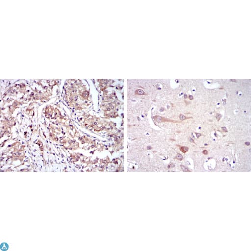 HSP90AB1 / HSP90 Alpha B1 Antibody